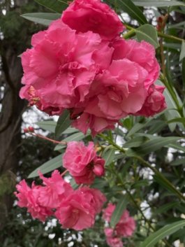 FRIENDS of VICTORIA GARDENS