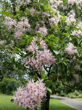 FRIENDS of VICTORIA GARDENS