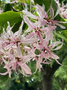 FRIENDS of VICTORIA GARDENS