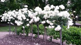 FRIENDS of VICTORIA GARDENS