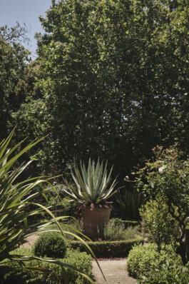 Agave Americana