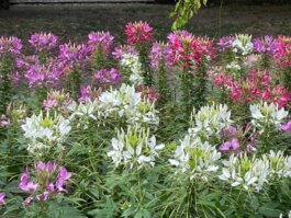 Cleome
