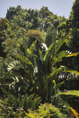 Giant Bird of Paradise