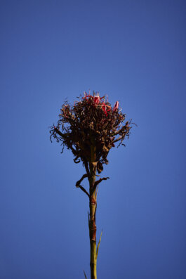 Gymea Lily