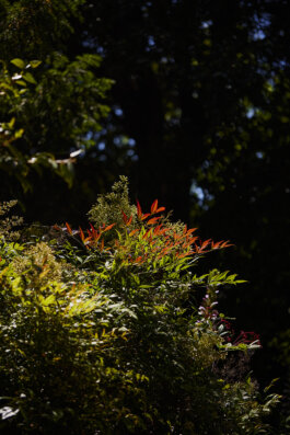 Japanese Sacred Bamboo