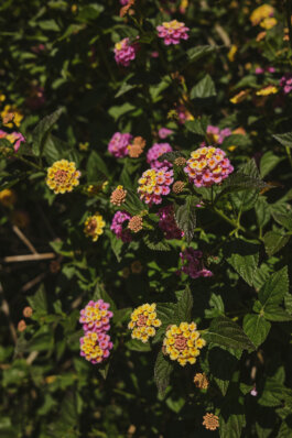 Lantana