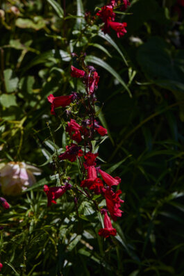 Penstemon