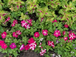 Petunia and Coleus