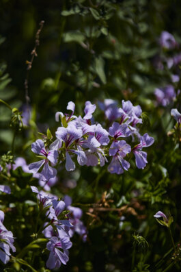 Plumbago Auriculata