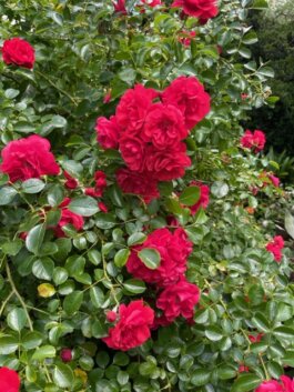 Rosa 'Darcey Bussell' [David Austin 2006]