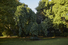 Weeping Elm