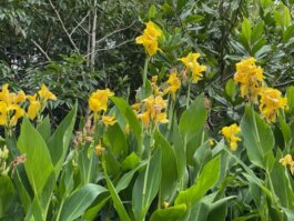 Yellow Canna